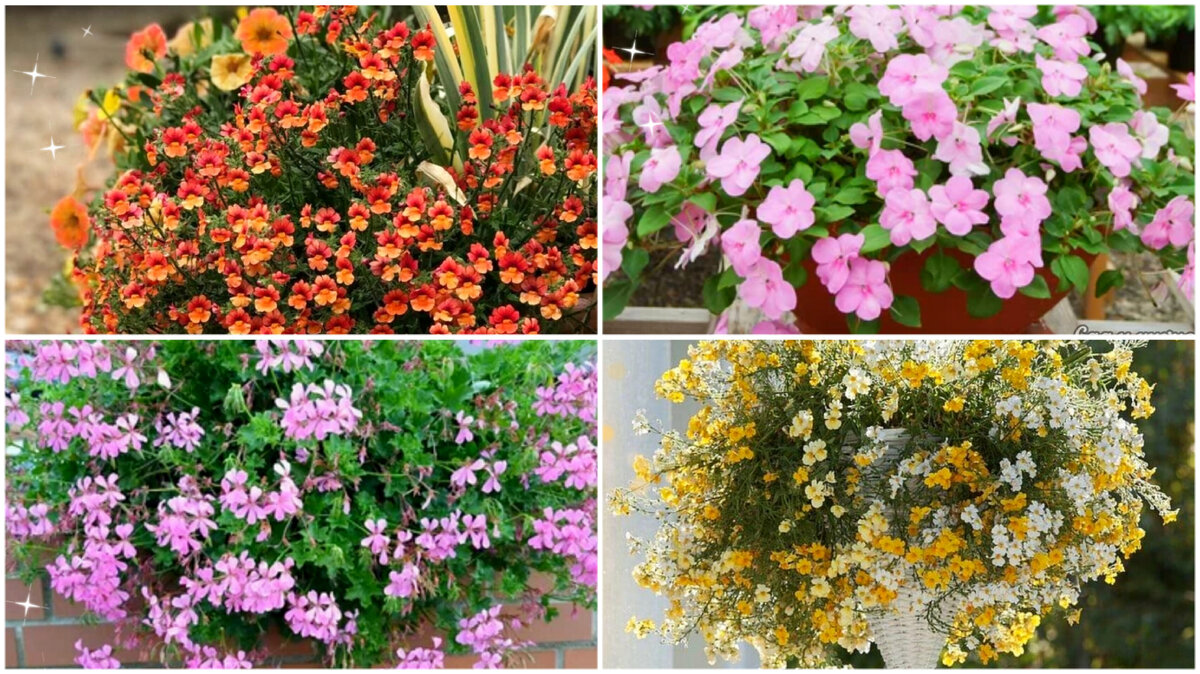  Добрый день. Пять не капризных альтернативных цветов, которые проще в уходе, цветут ярко и пышно и смогут затмить петунию.