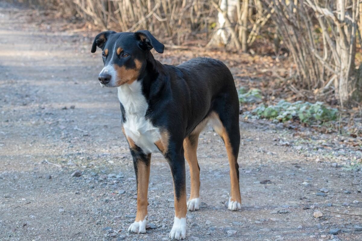Порода собак аппенцеллер зенненхунд