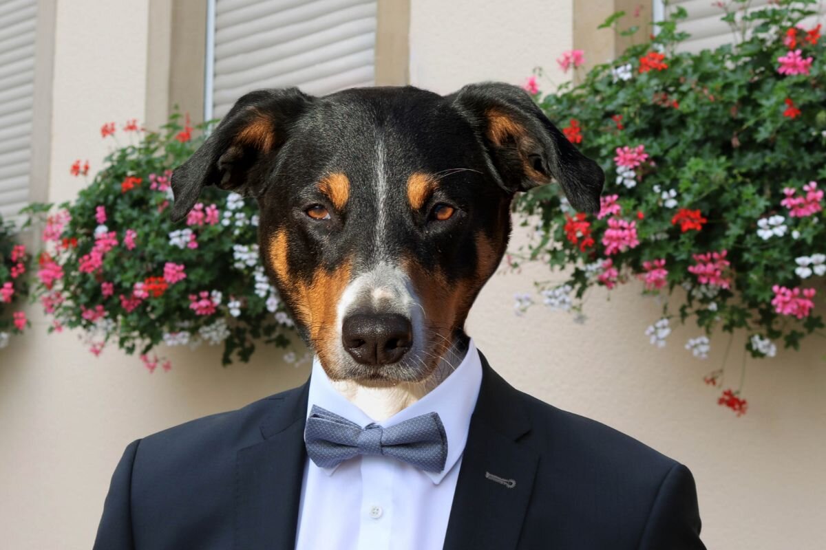 Швейцарский аппенцеллер