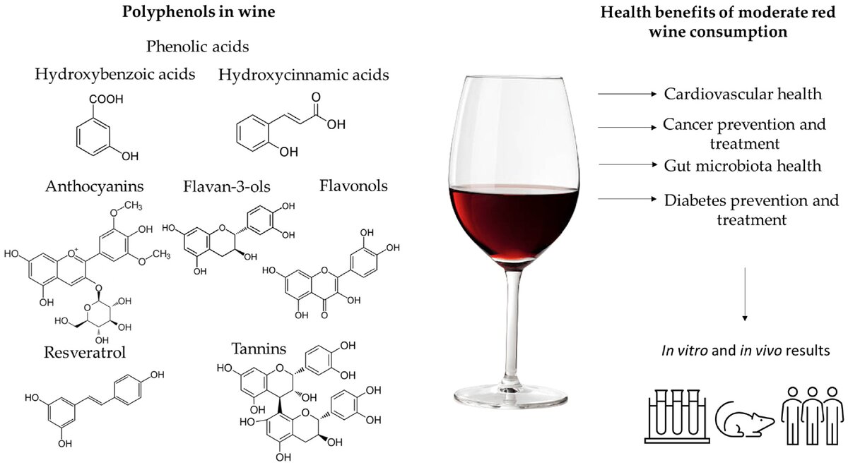 Beneficial Effects of Red Wine Polyphenols on Human Health: Comprehensive Review