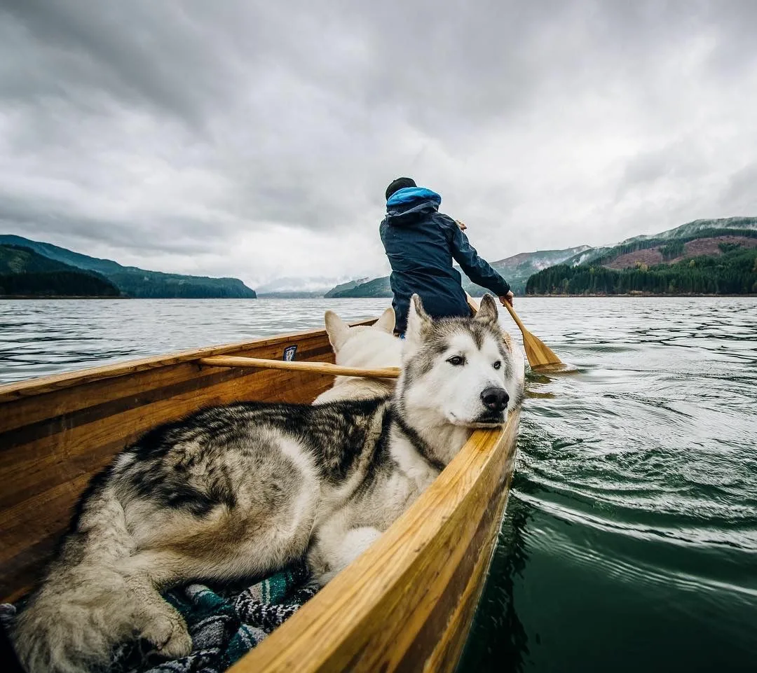 Хаски собака на море