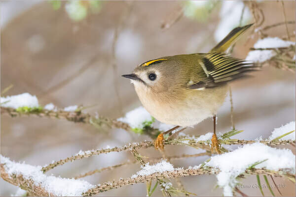 составьте предложение лето проводит начало осень птичка хвойном. зимой королька падеж. пословицы с прилагательными. лето проводит начало осень птичка хвойном маленькая в королек. падежи русского языка таблица с вопросами и предлогами.