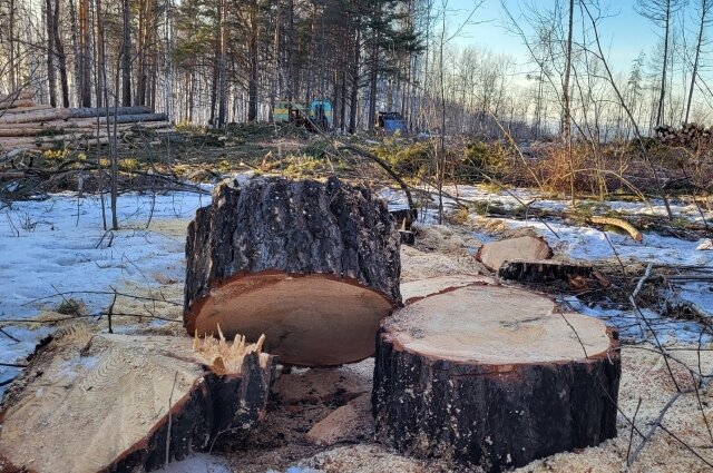    Вот такие пенькие остались от красивого леса. Фото:  АиФ/ Влад Алексеев