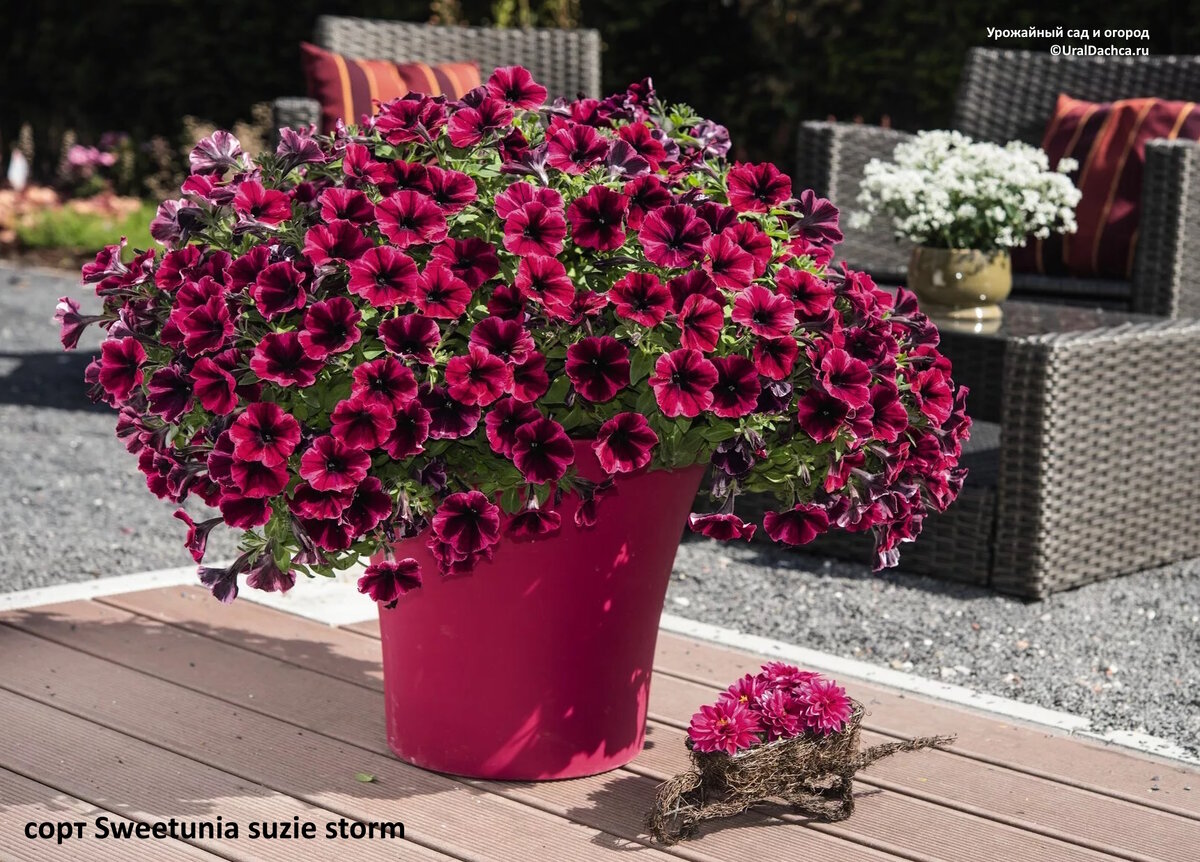 петуния в грунте. грунты петуньи. грунты петуньи. биотехнология. петунии, табака.