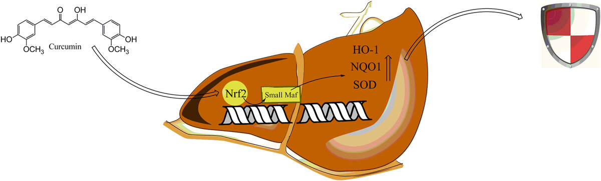 ингибирование образования провоспалительных цитокинов печенью