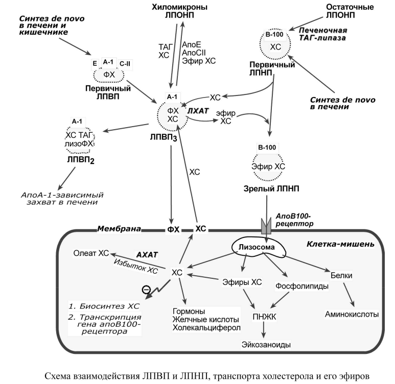 метаболизм кишечника