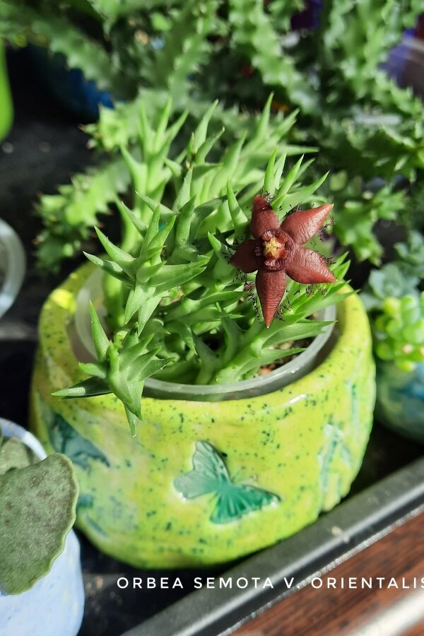 тут цветочек там цветочек. цветик семи семицветик. цветы из сказки. цветочек. цветок мультяшный.