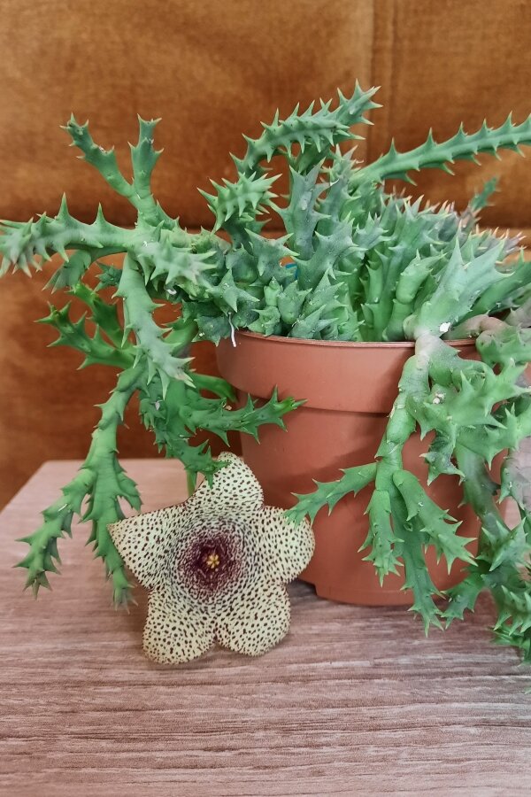 клен аккорды. там где клён шумит аккорды на гитаре. песня на 3 аккордах на гитаре для начинающих. слова и аккорды песен под гитару. тут и там аккорды.