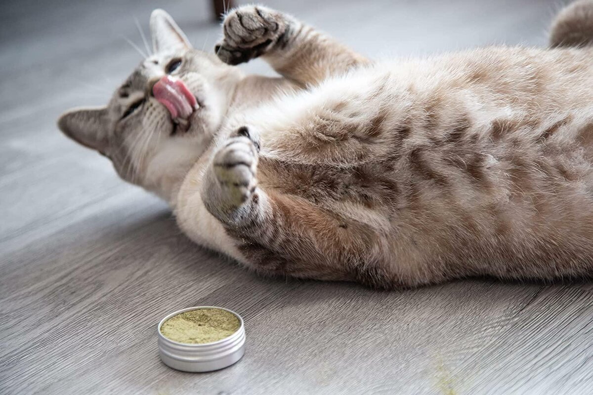 Можно ли кошке закапать нос