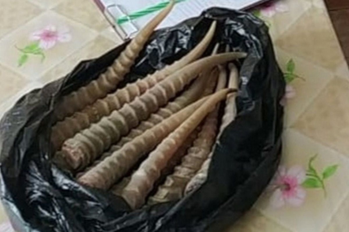    Обладатель рогов из ближнего зарубежья попал под статью в Волгограде