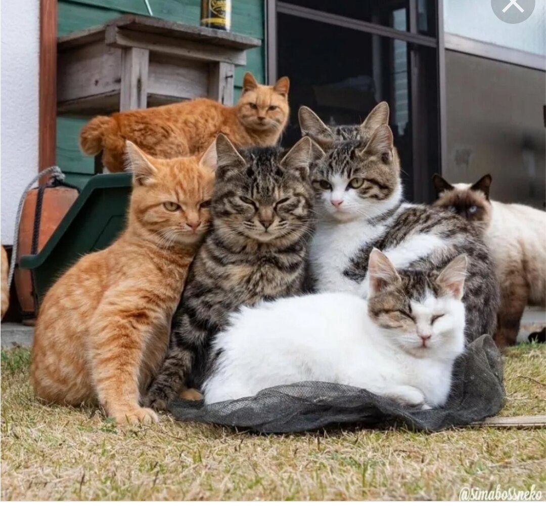 котик замерз. сколько градусов мороза выдерживает кошка. бездомные животные зима. кошки мерзнут на морозе. сколько градусов мороза выдерживает кошка.