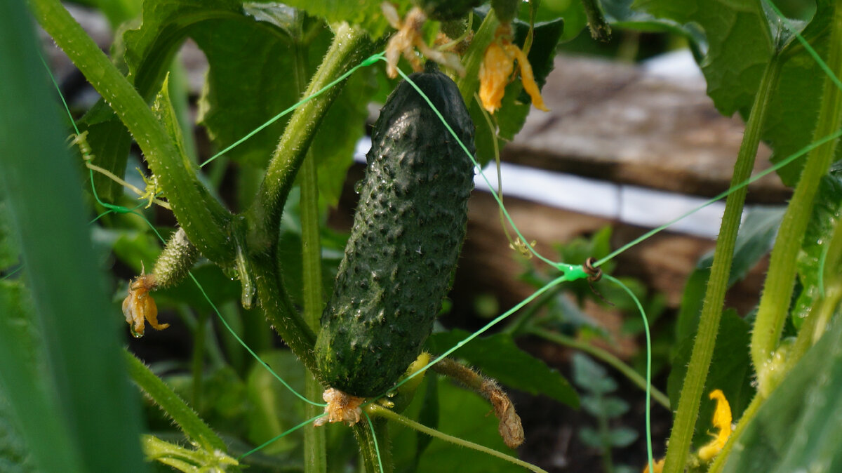 сажать семена. огурцы семенами в грунт. посев семян огурца в открытый грунт. огурцы семенами в грунт. огурцы рассадой в открытый грунт.