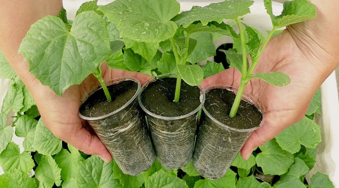 Вот какие красавцы наши огурчики в рассаде