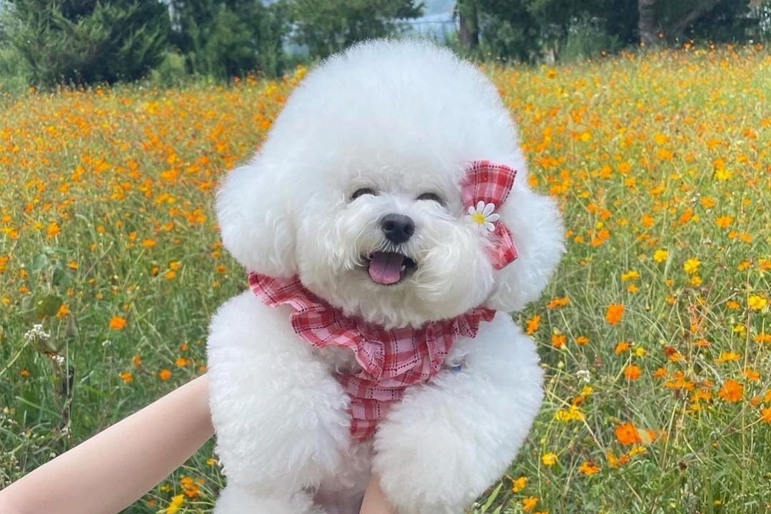 @bichon_tori の Instagram 写 真 を チ ェ ッ ク * い い ね.6,793 件 ト イ プ-ド ル カ ッ ト, ビ シ ョ ン
