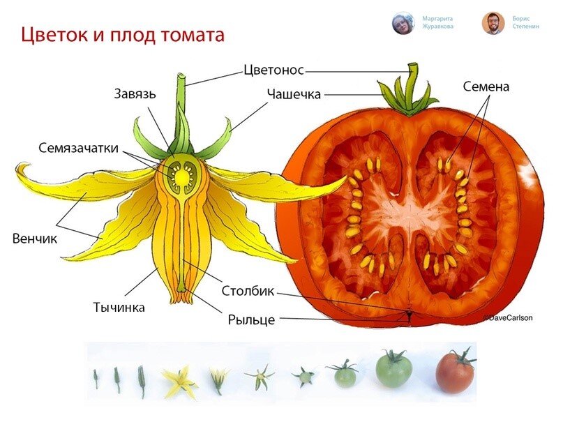 Семянка — Википедия