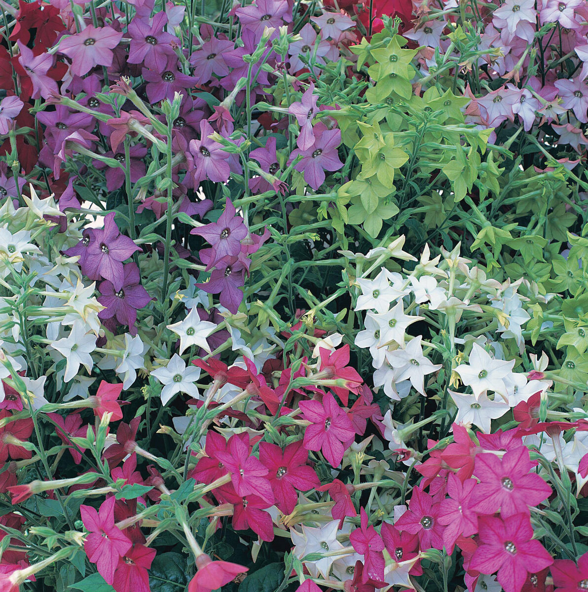 Табак душистый Nicotiana Avalon Mixed