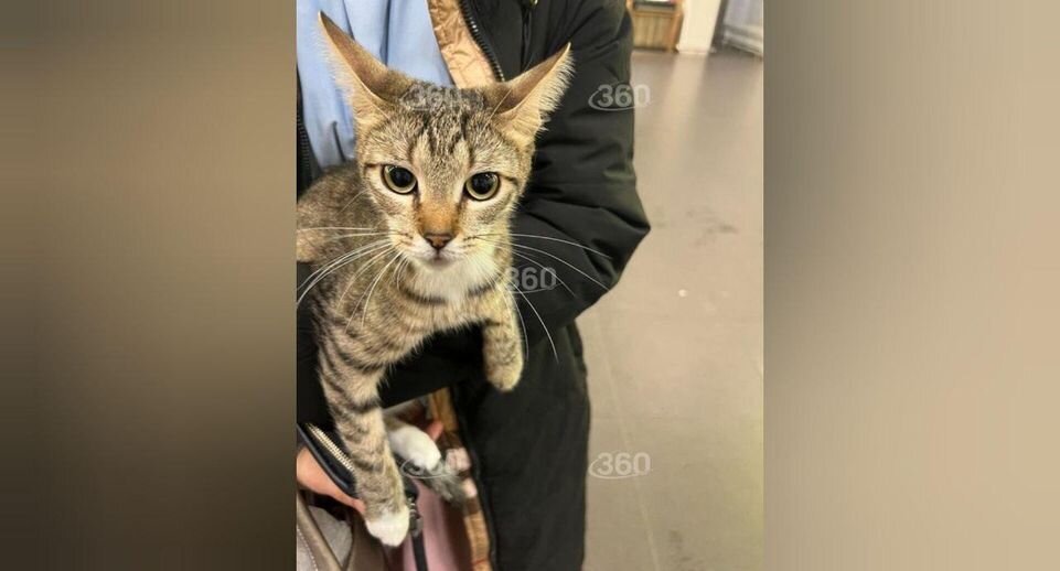 К чему снятся коты женщине. К чему снятся котята во сне. К чему снятся снятся котята. К чему снятся подброшенные котята. К чему снятся подброшенные котята.