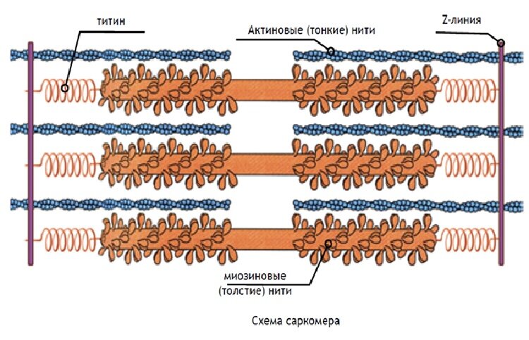 Почему пассивная растяжка неэффективна и даже опасна? | Йога в помощь ...