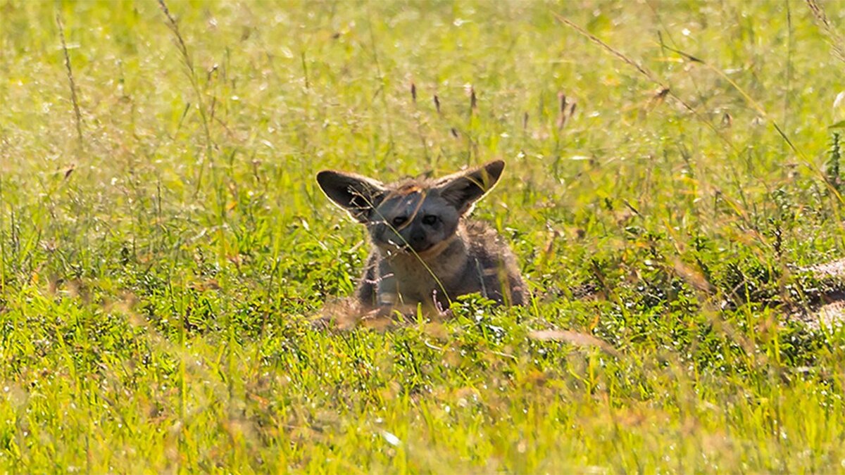 орган слуха и слуховой анализатор анатомия. олег матвейчев уши машут ослом. туботимпанальный отит. книга в ухе интересное. схема внутреннего уха ушной раковины.