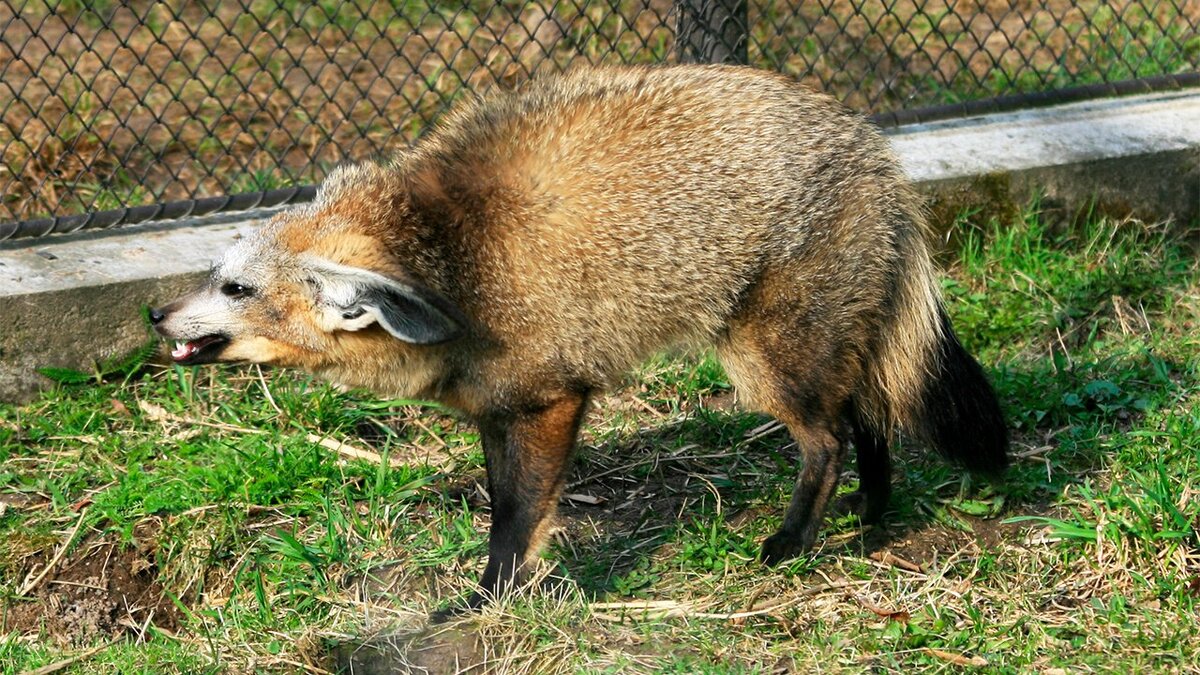 лисица с большими ушами кроссворд. лисица с большими ушами кроссворд. лисица с большими ушами кроссворд. фенек охотится. фенеки пустынные лисички.