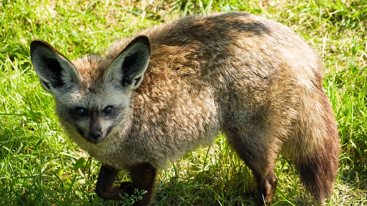 Причины пульсирующего шума в ушах. Пульс при жда. Шум в ушах слышен пульс. Шум в ушах пульсирующий причины. Причины возникновения шума в ушах.