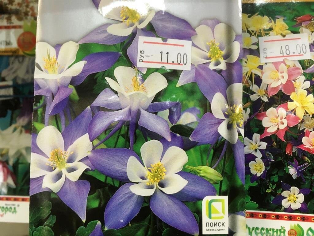 Семена Аквилегии всегда есть в продаже. Смесь окрасок стоит дороже.