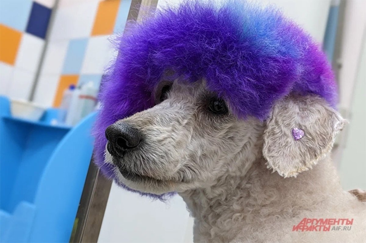    Опасно ли для питомцев?