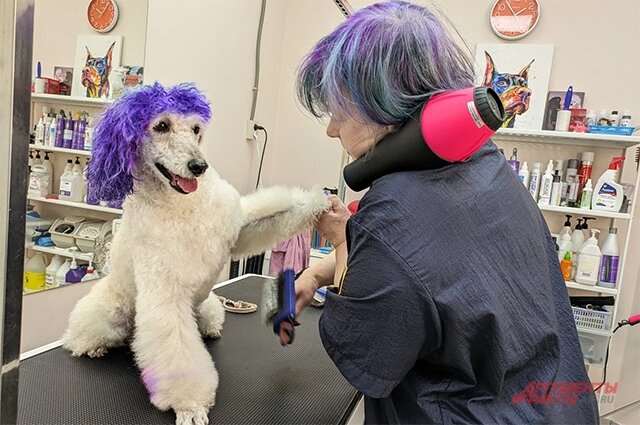    Фото:  АиФ/ Елена Краcнова,