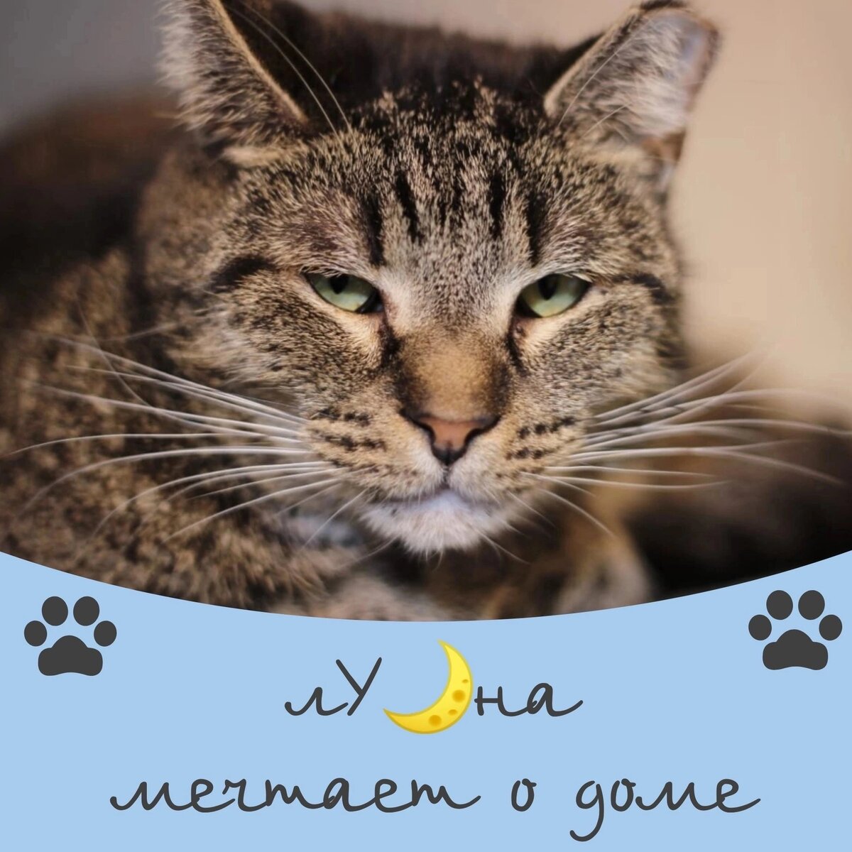 под луной золотой ноты. найти песню лунная. лунное небо. ноты под луной золотой дунаевского. фортепиано при лунном свете.