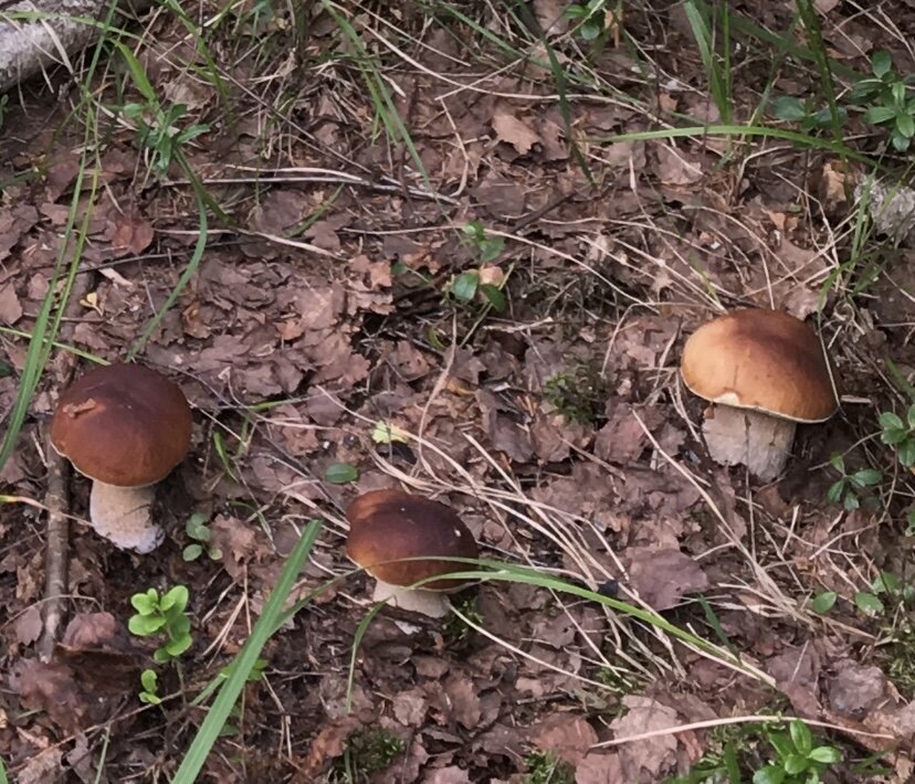 лесные пожары в алтайском крае. дым от лесных пожаров. маянтуяку (кипящая река). стоящая над лесами жара разогревала. шанай-тимпишка кипящая река в перу.