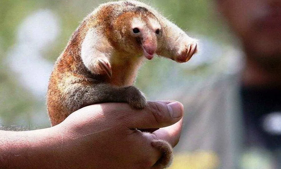 Карликовый муравьед: Это не мягкая игрушка! Милый зверёк разрывает осиные ульи на куски, а потом пирует на руинах