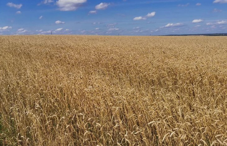    Агроэкспорт Ставропольского края в 2023 году побил все предыдущие рекорды