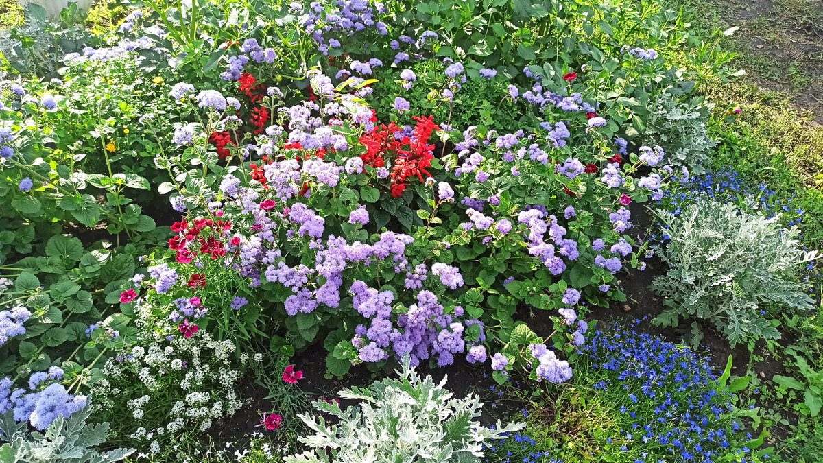 Красота агератума.