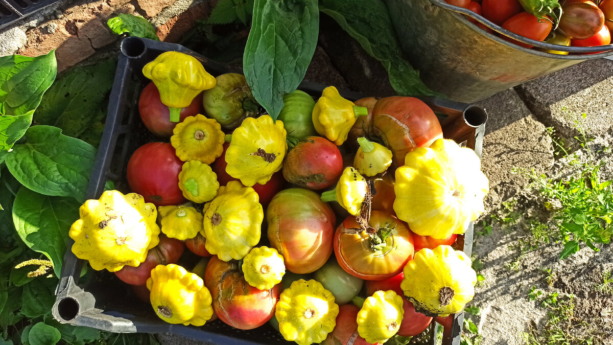 Урожай собранный в этот день