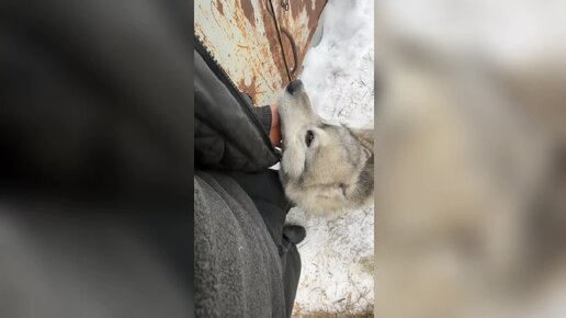 Волчок хочет обнимашек // Хвостики на прогулке любят повесилится