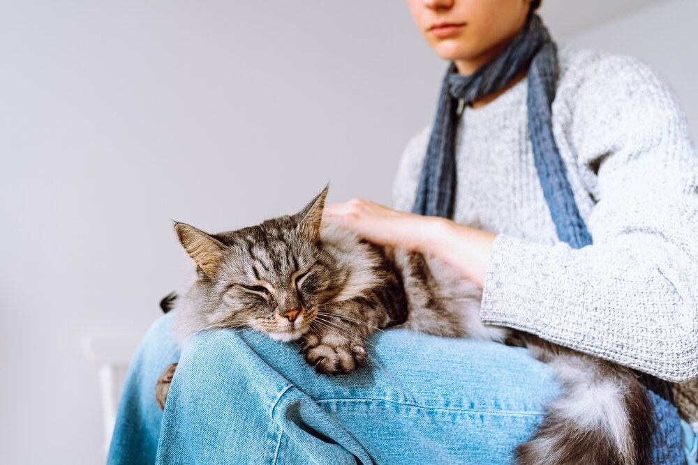 Как понять, что кошка заболела? 7 тревожных признаков | МОЯ ПЛАНЕТА | Дзен
