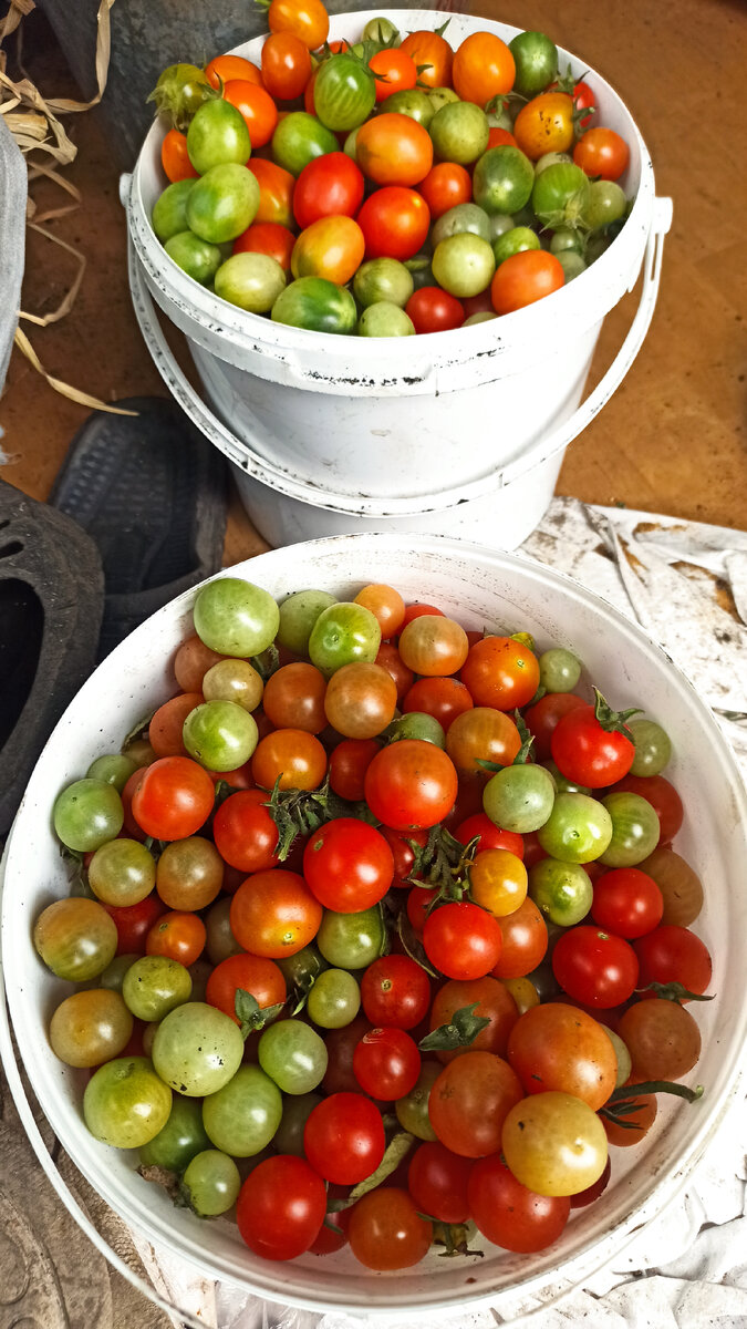 Все мелкие помидоры были собраны и ликвидированы