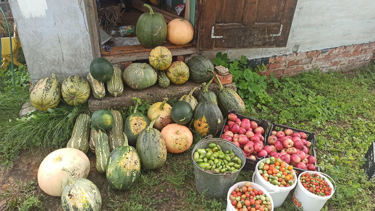 Урожай тыкв превзошел все ожидания