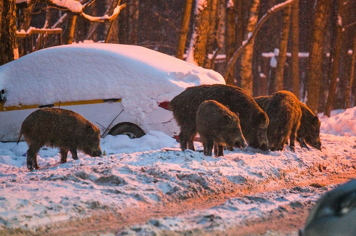 Экологическое движение в михайловке в колледже. Круг жизни саженцы. Экологическое движение в 1973 году. Природоохранное движение. Экологи на пруду.