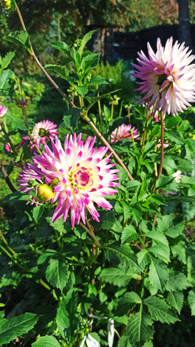 Георгины в саду красовались