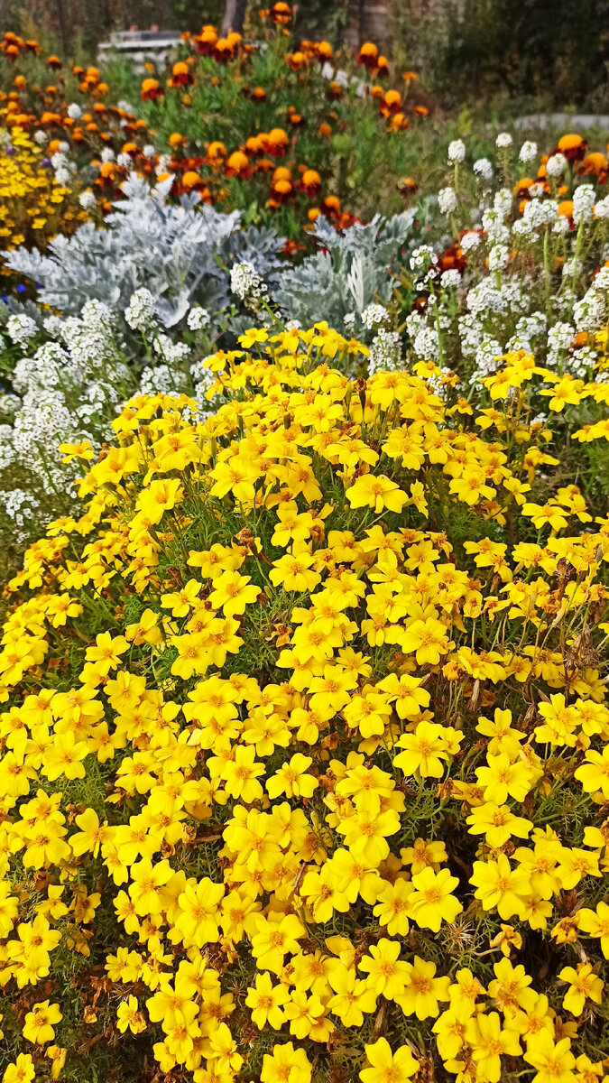 осенняя листва. природа в конце октября. жизни золотой листопад. с 1 октября осенний. яркие осенние букеты на фоне осени.