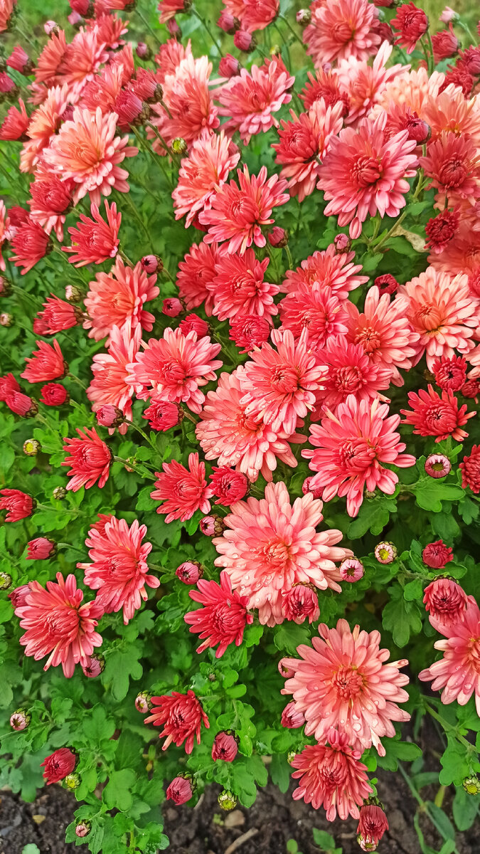 осень песня слова. наступила осень петь. рисунок осень. осень осень наступила листья осыпаются. наступила осень петь.