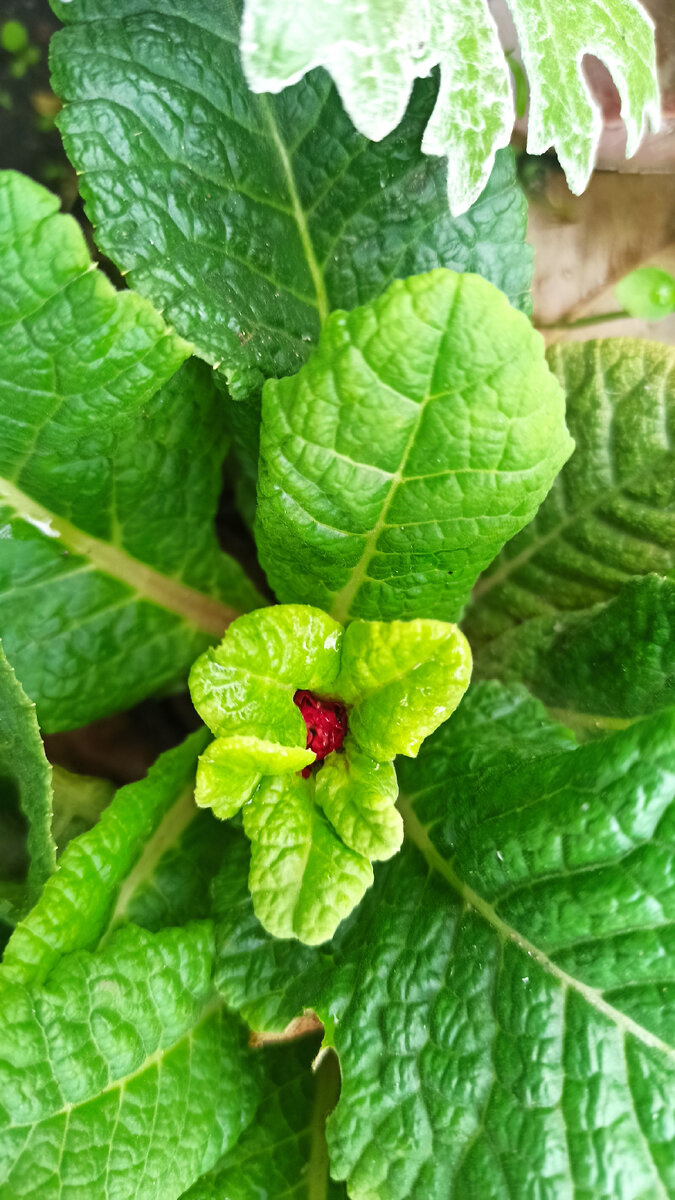 наступила осень епсель. вот и осень наступила. вот и осень наступила и листву позолотила. наступила осень епсель. на дворе наступила осень ёпсель-мопсель текст.