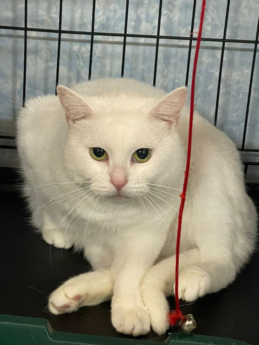 Спб клиника абис королева 48. Королева. Королева 48 индекс. Клиника абиа королева. Королева 48 индекс.