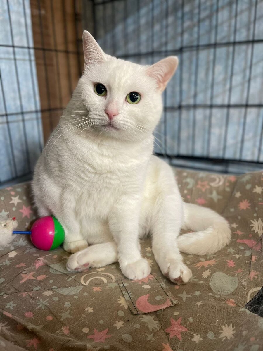 Привет мы знакомы. Что ответить бывшему на привет. Сообщение привет. Что ответить на как дела смешно. Что ответить бывшему на привет.