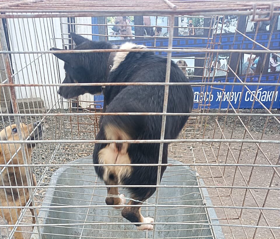 немецкий дог по кличке зевс. какая собака живет больше. датский дог гибсон. какая собака живет больше. немецкий дог по кличке гигантский джордж.