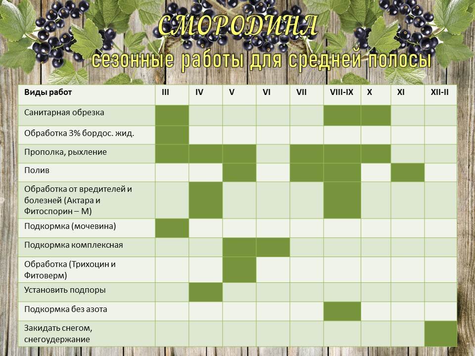 Календарный план ухода за смородиной по месяцам.