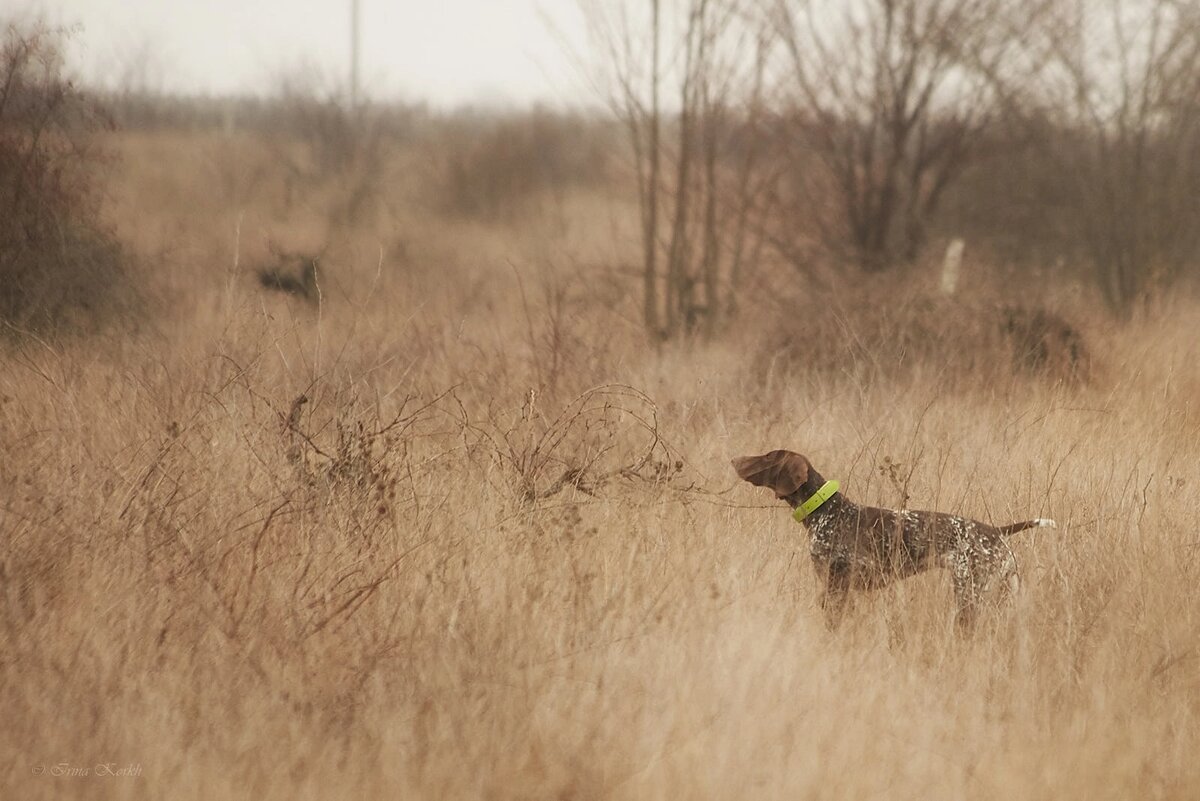 Работа курцхаара по фазану