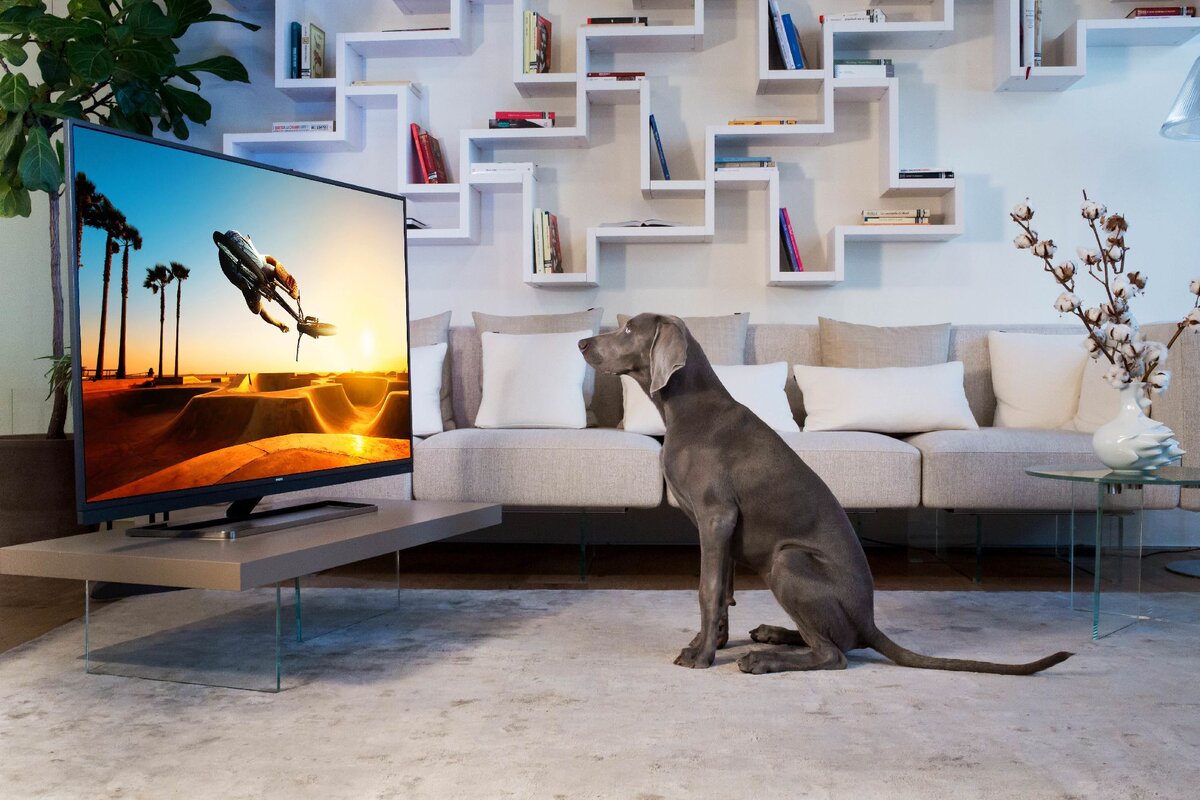 Собака и телевизор. Собака смотрит телевизор. Животные смотрят телевизор. Самсунг телевизор реклама с животными.