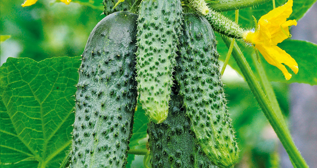 Новинки селекции огурцов от «Агрофирмы Аэлита»